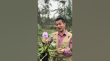 Sự Thật Về Bèo Tây – Ăn Được, Chữa Bệnh Hay Chỉ Là Cỏ Dại? #tiensiphuongthaoduoc #thaoduoc #suckhoe