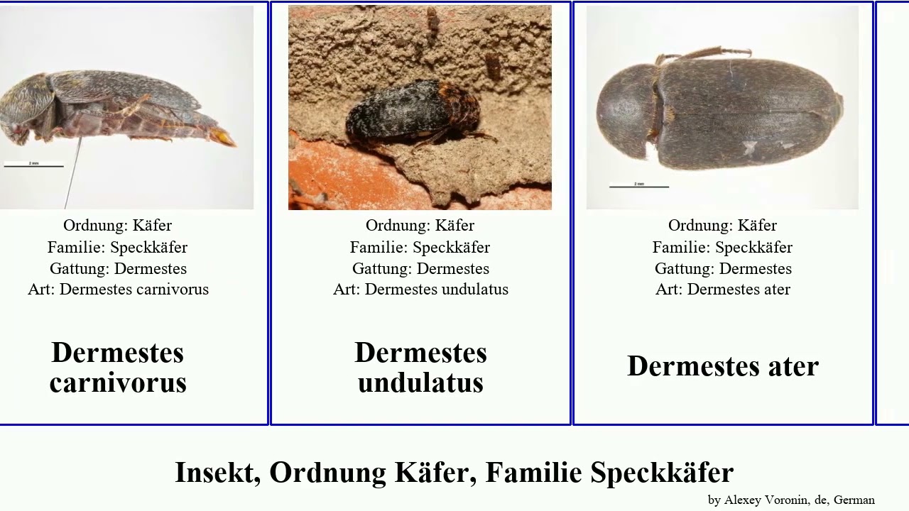Insekt, Ordnung Käfer, Familie Speckkäfer dermestes attagenus niger insect ater undulatus unicolor