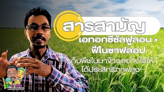 เทคนิคการใช้สารเก็บวัชพืชในนาข้าวให้ได้ประสิทธิภาพสูง