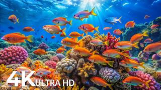 AQUARIUM 4K (ULTRA HD) - Beautiful Fish Swimming & Colorful Sea Life Video 🐠 Deep Sleep Music #37