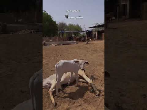 Maa... Ek Ehsaas. ✨ #GauSeva #SewaSankalpSafar #GauMata #Emotional #AnimalLovers#HeartTouching