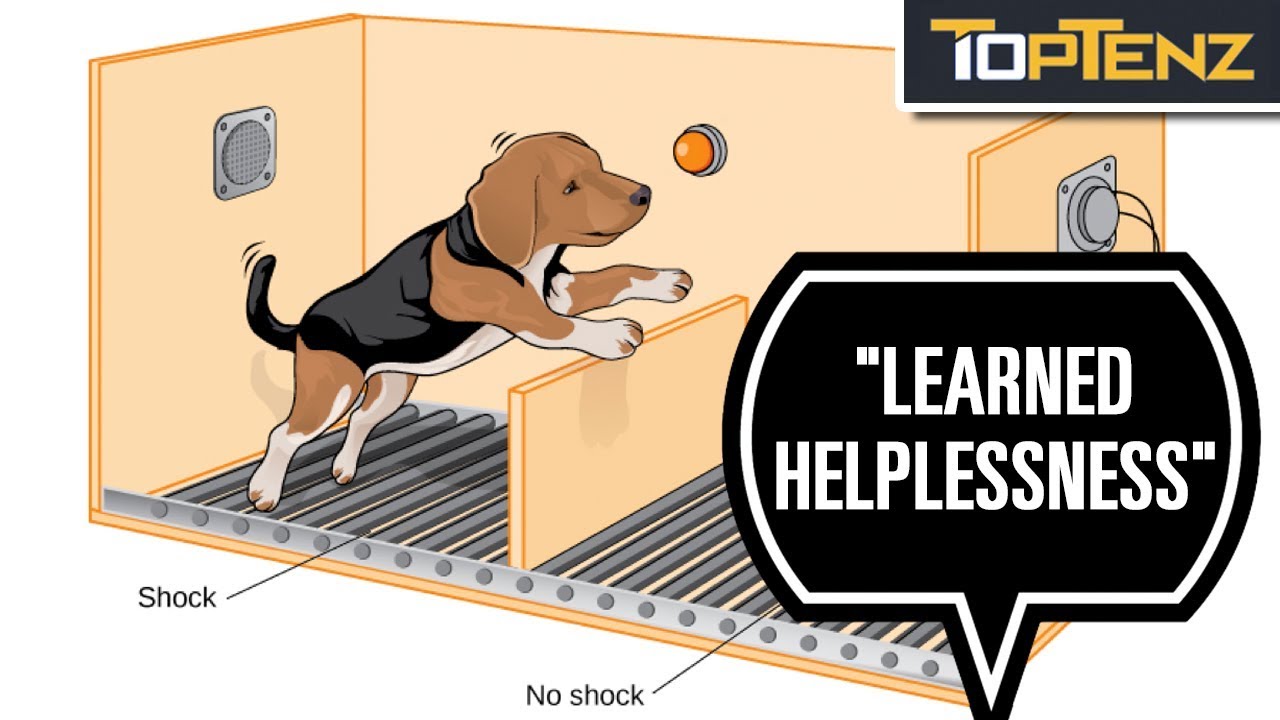 10 More Behavioural Experiments That Went Terribly Wrong