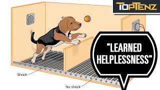 10 More Behavioural Experiments That Went Terribly Wrong