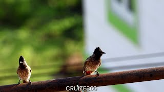 Red Vented Bulbul