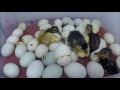 5 Hours Duck Egg Hatching Time Lapse Under 3 Minutes