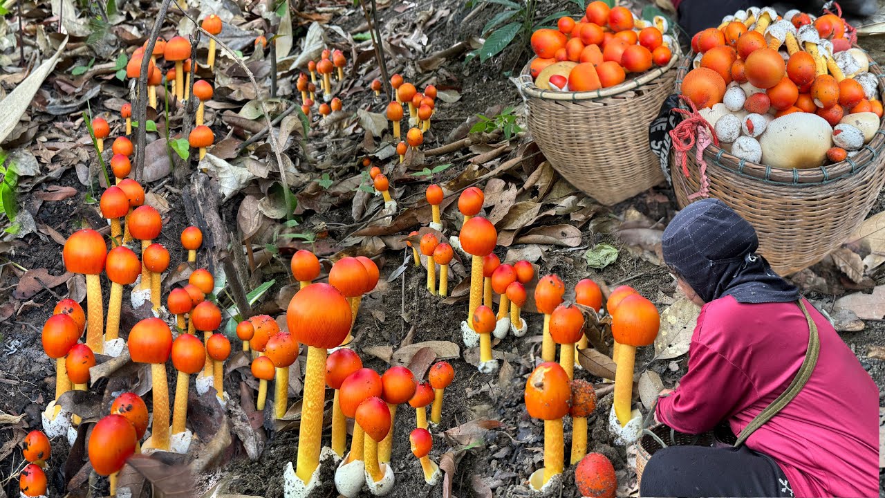 เจอช็อตเด็ด!!!หมานอลังการละโงหมู่เดียว 100 ดอก!!!