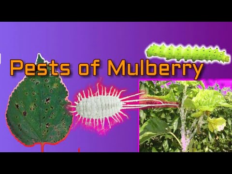 Video: How To Recognize Mulberry Diseases?