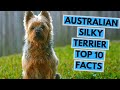 Australian Silky Terrier - TOP 10 Interesting Facts の動画、YouTube動画。