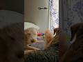 Trevor and Westley Arguing #apex #funny #youtubeshorts #shorts #viral #netflix #dogshorts