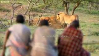 Man vs Lions  Maasai Men Stealing Lion's Food Without a Fight    Video Dailymotion