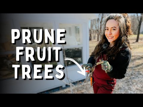 Pruning Fruit Trees in the Backyard | Backyard Orchard Culture