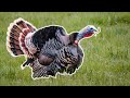 How Spring Turkeys GOBBLE!  Wild Turkey Anatomy