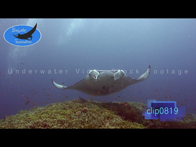 0819_Manta Ray hovering over coral reef. 4K Underwater Royalty Free Stock Footage.