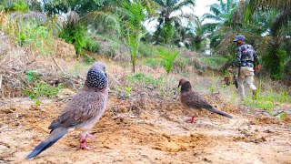 Attract the Turtle Dove from RobotCob for a Test Fight - Points for the Turtle Dove with a Big Sound