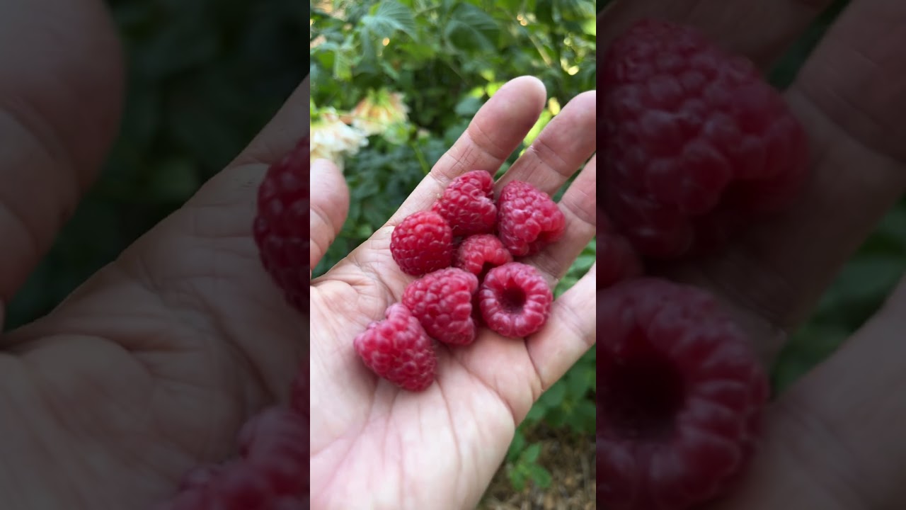 #raspberry