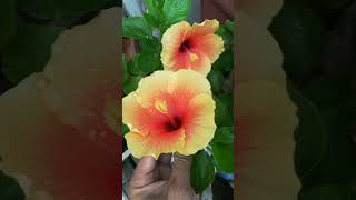 Kembang sepatu (Hibiscus rosa-sinensis) #shorts