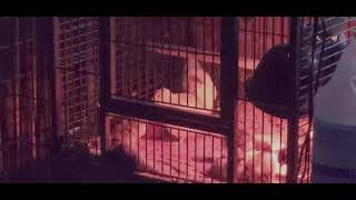 Coturnix quail crowing