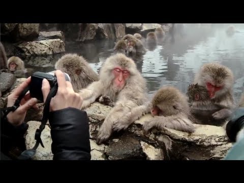 Snow monkeys soak in hot springs of Japan