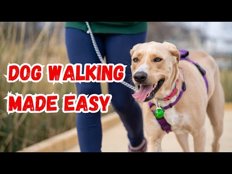 Dog Training: The Foundation Stage of Loose Lead Walking