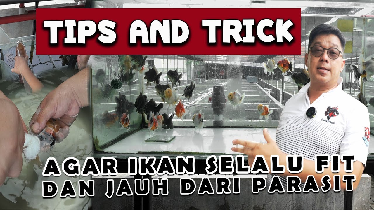 TIPS AND TRICK!!! AGAR IKAN SELALU FIT DAN JAUH DARI PARASIT!!!