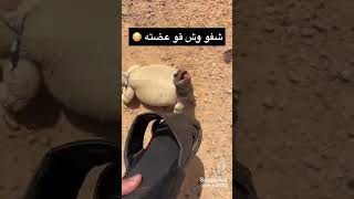 ٧٢٢ قوة عضة الضب                  السعودية  رياكشن  شاص  صحراء  الاحساء  بر  تويوتا سمعها