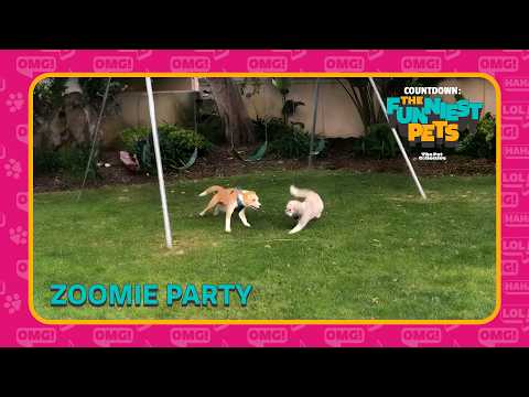 Zoomie Party | Countdown: Funniest Pets
