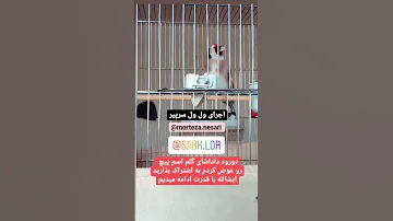 اجرای دهن زیبای سهره سهره عشق تغذیه مردانگی آرزو قناری اواز بهترین سیره هزار 