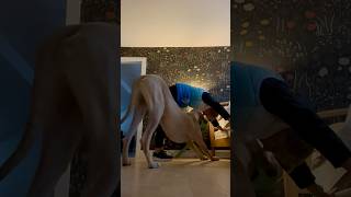 It’s hard to stretch with a Great Dane around! But Arthur IS excellent at downward dog! #bigdog