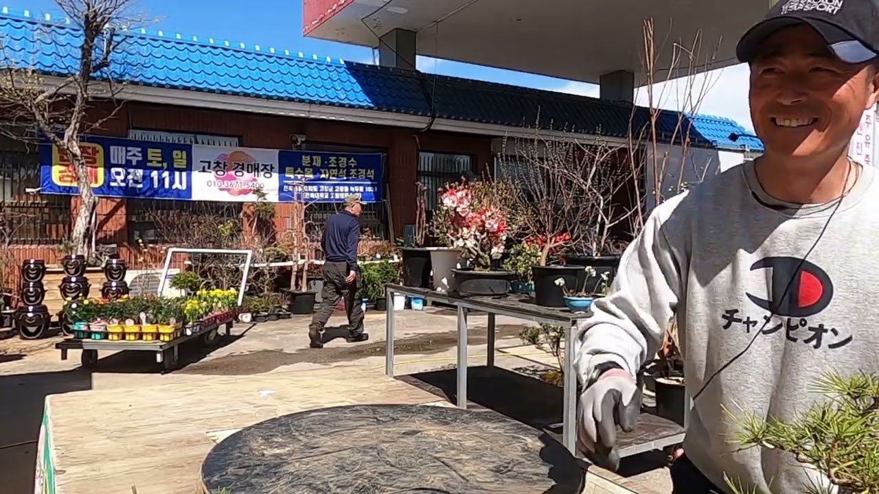 🌸고창경매장 24.3.23 토요경매 🌸 매주 토,일 오전 11시부터~ 🌸 고창군 고창읍 녹두로 1033 (전북대 고창캠퍼스 앞)