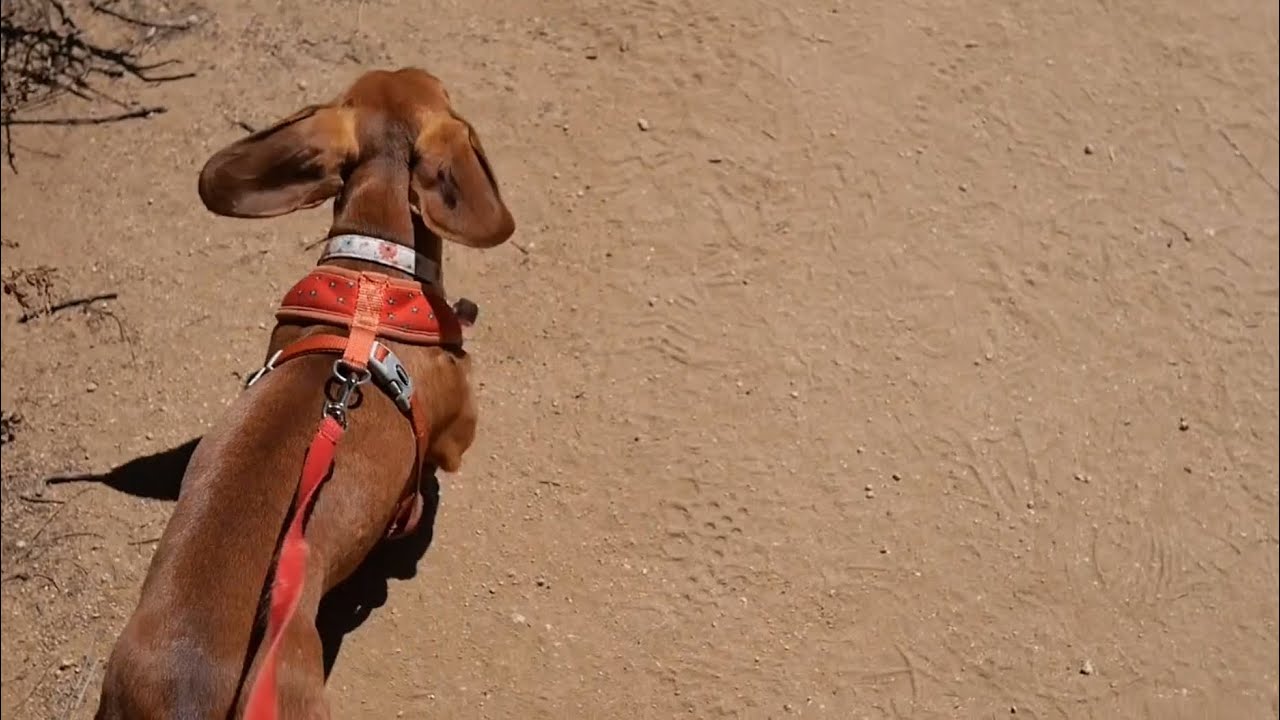 Hiking with a doxie!