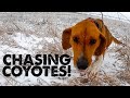 Hunting COYOTES with DOGS! - Fresh Snow Hunt