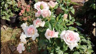 A Whiter Shade of Pale, Crown Princess Margareta, Eustacia Vye, Ancient Mariner