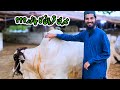 Meri qurbani ka janwar aq cattle farm  cattle market karachi