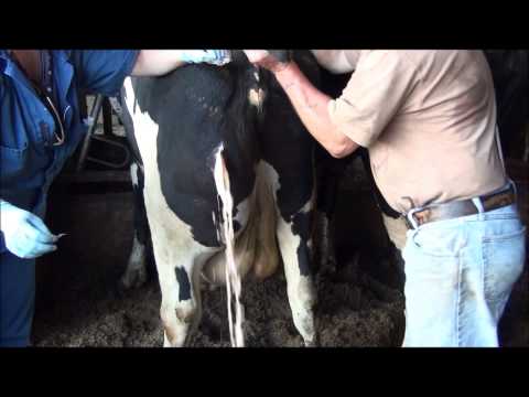 Cow Abscess with Veterinary Intervention