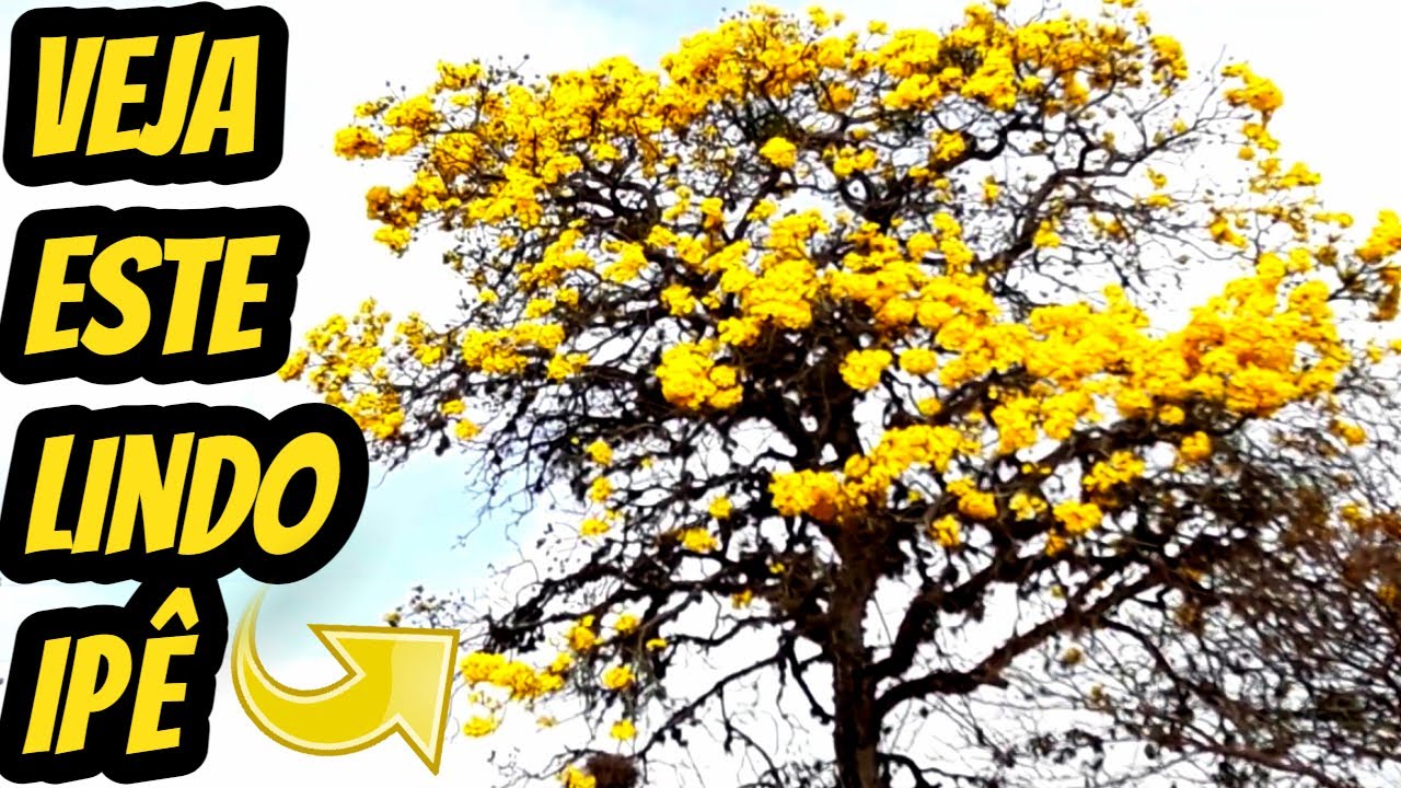 Linda árvore de ipê amarelo Florindo decorando a chácara. Muitas flores  amarelas Handroanthus albus - thptnganamst.edu.vn