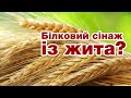 Сінаж із жита з білком, як у бобових — нова селекція KWS / Куркуль