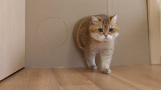 How Small Of A Hole Can Hosico Cat Fit Through?