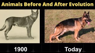 Animals Before And After Evolution | Before & After Pics Of Animals  #evolution #animal #transform