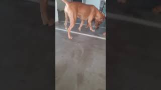 #kittu funny #mod#doglover#viral#short