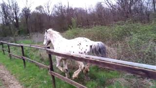 Il Ranch Arcore Wild