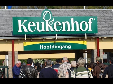 Video: Keukenhof Flower Gardens neďaleko Amsterdamu: Kompletný sprievodca