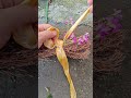 Ancient Rope Binding Technique#RopeKnot #KnotTying #PracticalSkills