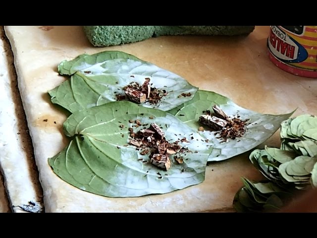 Myanmar's Betel Nut