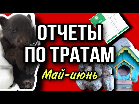 Отчеты по тратам на бездомных животных (май-июнь) | Такого ещё не было