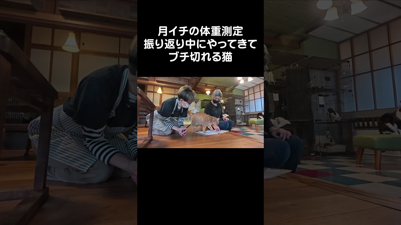月イチの体重測定振り返り中にやってきてブチ切れる猫