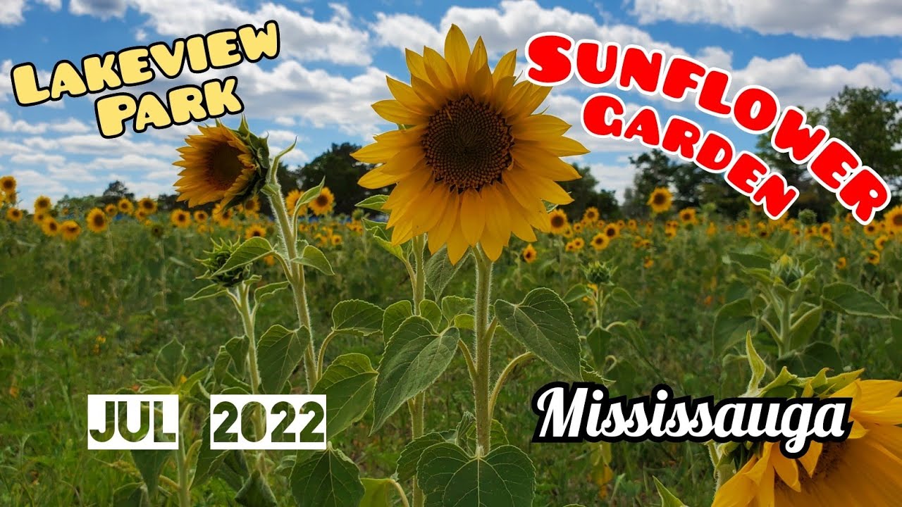 Lakeview Park Sunflower 🌻 Garden Mississauga, Onatrio YouTube