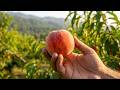 Taxila's Hidden Peach Paradise: Fresh Fruit Picking &amp; Organic Farm Tour!