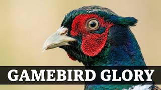 Common pheasant | Phasianus colchicus