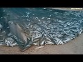 Рыбалка в Фуджейра, Объединенные Арабские Эмираты/Fishing in Fujairah, United Arab Emirates