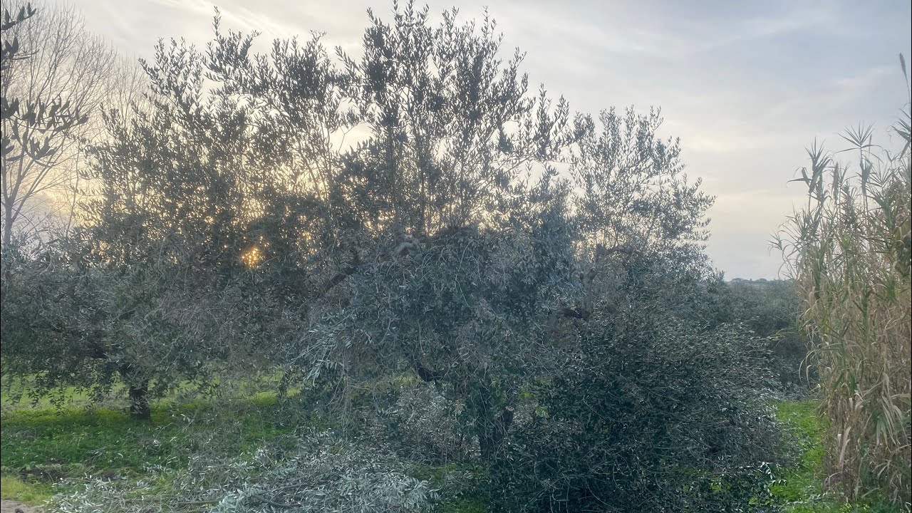 Potatura di preparazione al rinnovo su olivi di Leccino e Frantoio